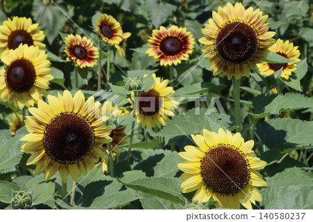Sunflowers basking in the sun, looking vibrant and healthy. Sunflowers basking in the sun, looking vibrant and healthy. 140580237