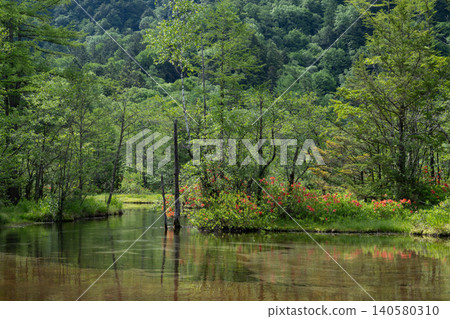 上高地:田代池的杜鵑花盛開 上高地:田代池的杜鵑花盛開 140580310