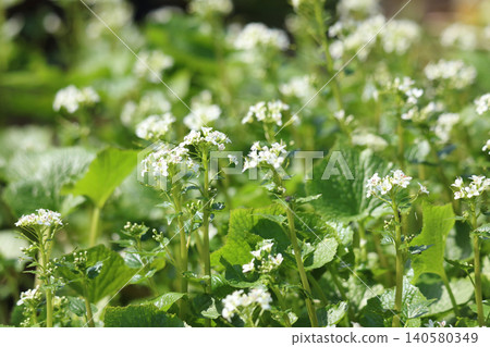 Wasabi flowers swaying in the wind Wasabi flowers swaying in the wind 140580349