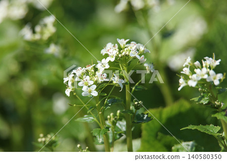 Wasabi flowers swaying in the wind Wasabi flowers swaying in the wind 140580350