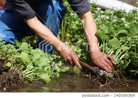 A man harvesting wasabi A man harvesting wasabi 140580369