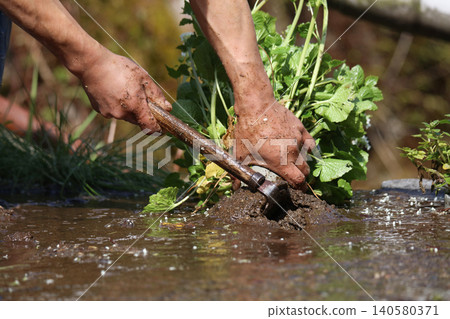 A man harvesting wasabi A man harvesting wasabi 140580371