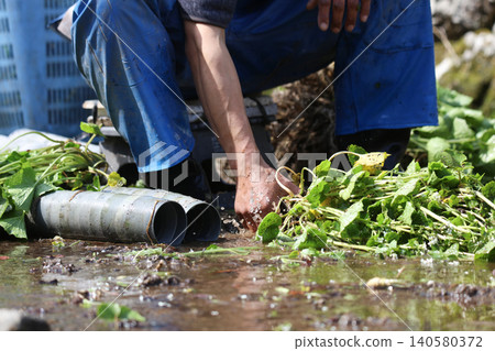 A man harvesting wasabi A man harvesting wasabi 140580372