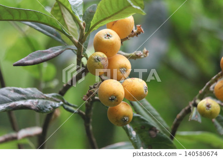 Loquat Loquat 140580674