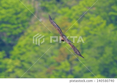 A dynamic flight scene of a wild golden eagle soaring majestically against the backdrop of lush green mountains. A dynamic flight scene of a wild golden eagle soaring majestically against the backdrop of lush green mountains. 140580740