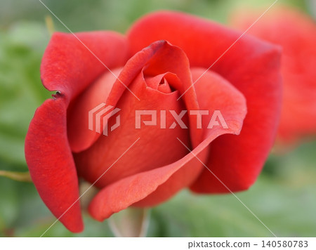 一朵剛綻放的玫瑰花蕾(巧克力王子,20260515092629) 一朵剛綻放的玫瑰花蕾(巧克力王子,20260515092629) 140580783