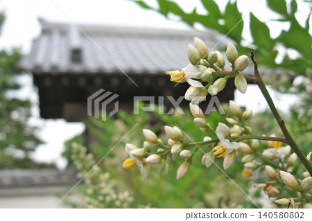 植物與頓利山明院安野寺(2013年6月23日)真言宗武山支派寺廟。有紀錄以來第三早的雨季始於5月30日。 植物與頓利山明院安野寺(2013年6月23日)真言宗武山支派寺廟。有紀錄以來第三早的雨季始於5月30日。 140580802