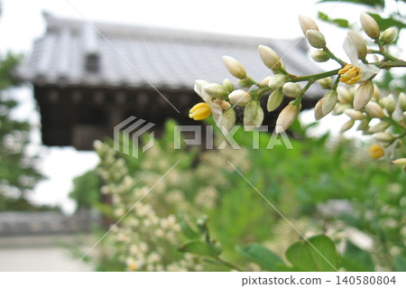 植物與頓利山明院安野寺（2013年6月23日）真言宗武山支派寺廟。雨季於5月30日開始，是紀錄中第三早的日期。 140580804