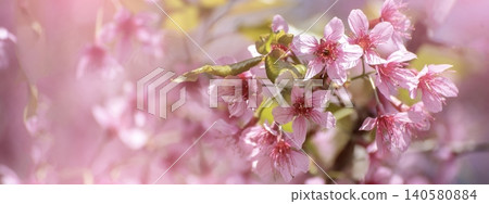 Banner Pink sweet Pastel flower floral soft nature blossom blurred background. Romance pinky plum botanical bloom spring season. Panorama Blurry Cherry blossom petals garden with copy space Banner Pink sweet Pastel flower floral soft nature blossom blurred background. Romance pinky plum botanical bloom spring season. Panorama Blurry Cherry blossom petals garden with copy space 140580884