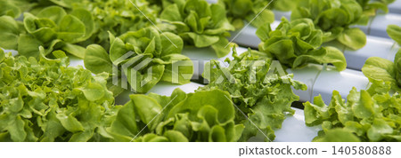 Banner fresh organic hydroponic vegetable plantation produce green salad hydroponic farm. Panorama Green oak lettuce salad in Organic Farm. Salad farm vegetable green oak lettuce with copy space Banner fresh organic hydroponic vegetable plantation produce green salad hydroponic farm. Panorama Green oak lettuce salad in Organic Farm. Salad farm vegetable green oak lettuce with copy space 140580888