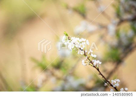 White Pastel flower floral soft nature blossom blurred background. White flowers romance botanical bloom spring season. Soft sunlight petals plant in beautiful garden. Romantic Backdrop template White Pastel flower floral soft nature blossom blurred background. White flowers romance botanical bloom spring season. Soft sunlight petals plant in beautiful garden. Romantic Backdrop template 140580905