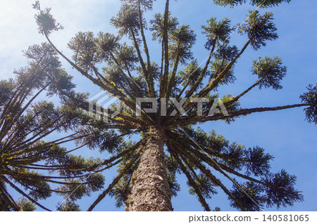 low angle of Araucaria trees, aka Araucaria angustifolia, in forest of southern Brazil low angle of Araucaria trees, aka Araucaria angustifolia, in forest of southern Brazil 140581065