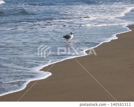 Sandy beach, sea, and birds Sandy beach, sea, and birds 140581311