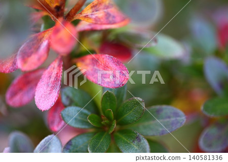 Autumn foliage of Kirishima azaleas Autumn foliage of Kirishima azaleas 140581336