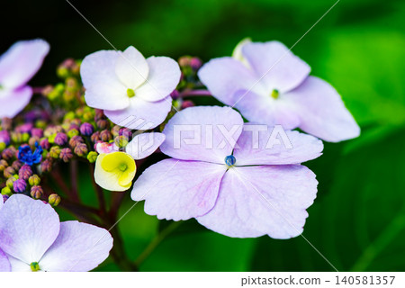 Beautifully colored hydrangea flowers Beautifully colored hydrangea flowers 140581357