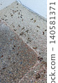 Millipede carcass 140581371