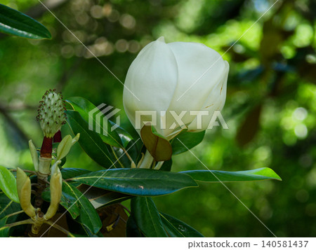 White buds of the Southern Magnolia, an evergreen tree belonging to the Magnoliaceae family. 140581437