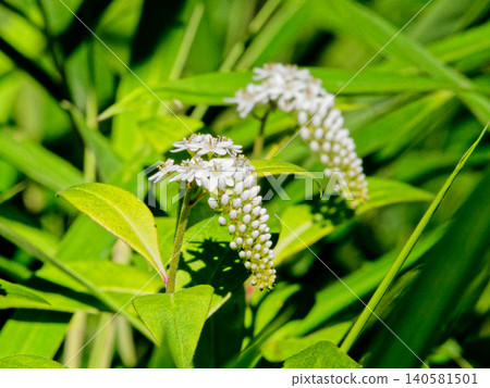 報春花科珍珠菜的花穗 報春花科珍珠菜的花穗 140581501