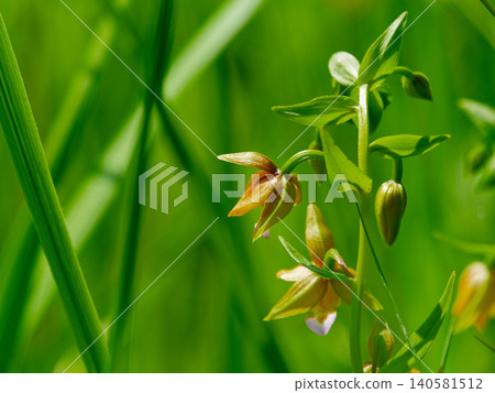 蘭科柿蘭開花 蘭科柿蘭開花 140581512