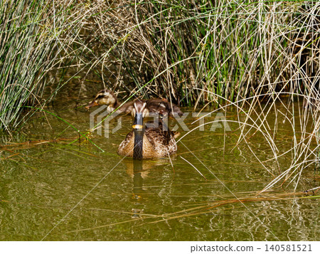 A family of mallards (Anatidae) gathered on the shore. A family of mallards (Anatidae) gathered on the shore. 140581521
