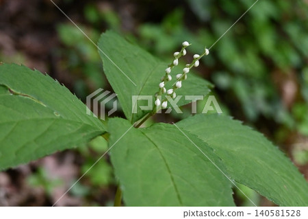 Chloranthus japonicus blooming on Mount Takao Chloranthus japonicus blooming on Mount Takao 140581528