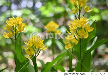 Shining golden orchid Shining golden orchid 140581534
