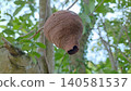 Early wasp nest 140581537