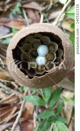 Larvae and cocoons inside a beehive Larvae and cocoons inside a beehive 140581538