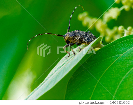 一隻天牛(Cerambycidae)棲息在葉子上。 一隻天牛(Cerambycidae)棲息在葉子上。 140581602