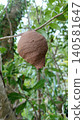 Early stage hornet's nest: marbled pattern 140581647