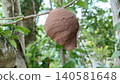The horn of the wasp at the beginning of making 140581648