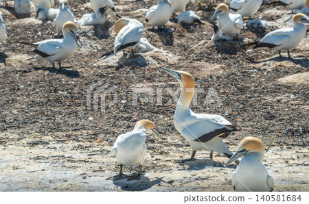 Gannet birds living at colony of Cape Kidnappers in Hawke's Bay region of New Zealand. The cape has been identified as an Important Bird Area. Gannet birds living at colony of Cape Kidnappers in Hawke's Bay region of New Zealand. The cape has been identified as an Important Bird Area. 140581684