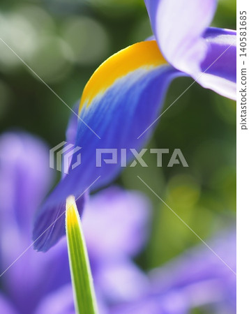午後陽光下閃耀的鳶尾花(20260517151151) 午後陽光下閃耀的鳶尾花(20260517151151) 140581685