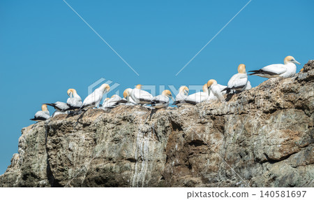 Gannet birds living at black reef colony at Cape Kidnappers in Hawke's Bay region of New Zealand. Gannet birds living at black reef colony at Cape Kidnappers in Hawke's Bay region of New Zealand. 140581697