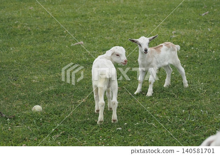 Two baby goats Two baby goats 140581701