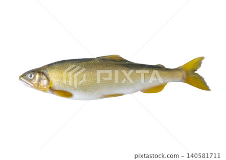 一張透明背景的香魚圖（png格式） 140581711