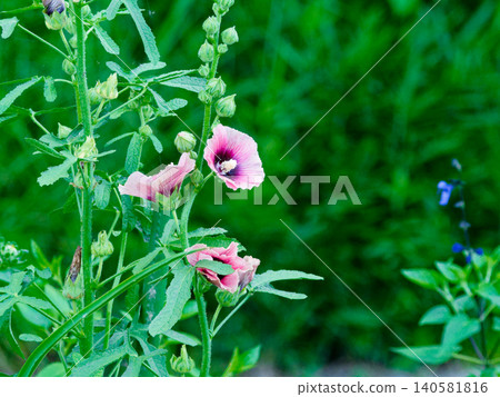 蜀葵(錦葵科)在夏季花圃裡盛開。 蜀葵(錦葵科)在夏季花圃裡盛開。 140581816