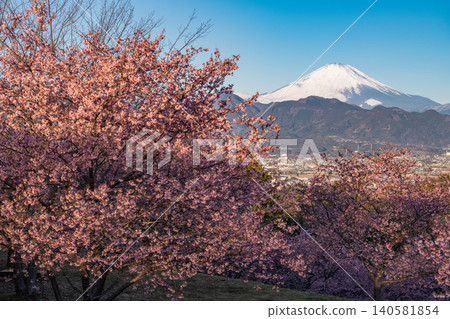 Kawazu cherry blossoms at Oi Yume no Sato and Mount Fuji at dawn Kawazu cherry blossoms at Oi Yume no Sato and Mount Fuji at dawn 140581854