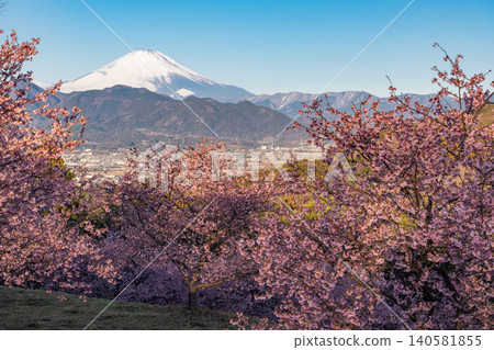 黎明時分,河津櫻花盛開,大夢之里和富士山交相輝映。 黎明時分,河津櫻花盛開,大夢之里和富士山交相輝映。 140581855