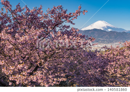 Kawazu cherry blossoms at Oi Yume no Sato and Mount Fuji at dawn Kawazu cherry blossoms at Oi Yume no Sato and Mount Fuji at dawn 140581860