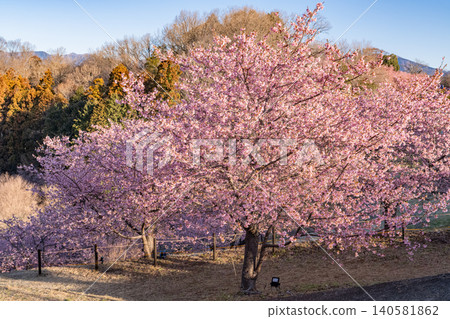 Kawazu cherry blossoms blooming in Ooi Yume no Sato and the blue sky Kawazu cherry blossoms blooming in Ooi Yume no Sato and the blue sky 140581862