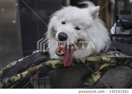 A white dog sticking its head out of a pet stroller and sticking out its tongue. A white dog sticking its head out of a pet stroller and sticking out its tongue. 140581881