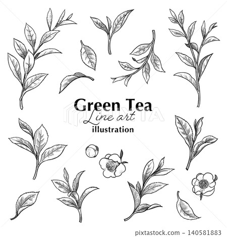茶葉植物插畫套裝,手繪單色植物素材 茶葉植物插畫套裝,手繪單色植物素材 140581883