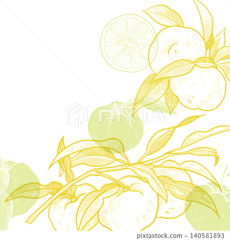 柚子植物線條藝術插畫作品 柚子植物線條藝術插畫作品 140581893