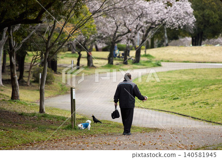 A senior man walking his dog in a park where cherry blossoms are in full bloom in spring. A senior man walking his dog in a park where cherry blossoms are in full bloom in spring. 140581945
