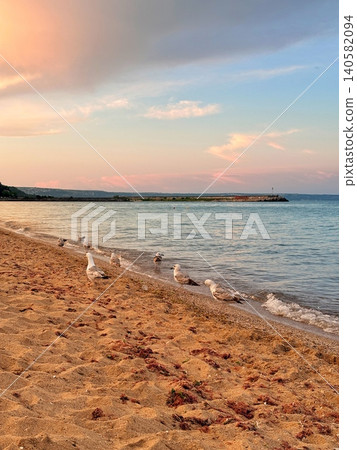 A group of seagulls standing and walking on the golden sand at the water's edge on a beach during a beautiful pastel sunset. A group of seagulls standing and walking on the golden sand at the water's edge on a beach during a beautiful pastel sunset. 140582094