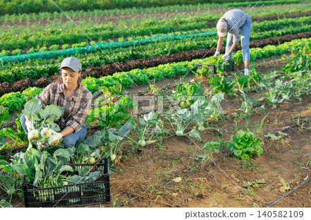 Young woman harvesting kohlrabi in field Young woman harvesting kohlrabi in field 140582109