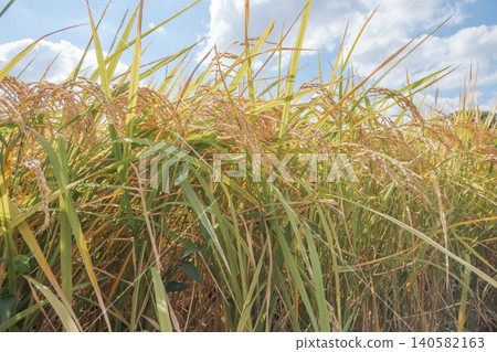 paddy, rice plant, ear of rice 140582163