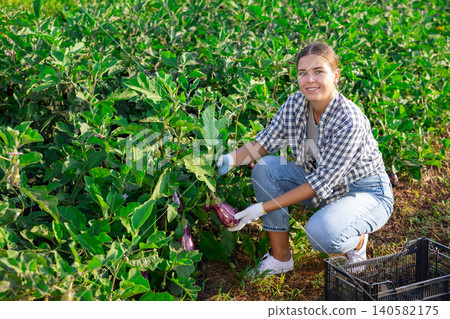 Young woman harvesting eggplants in field Young woman harvesting eggplants in field 140582175