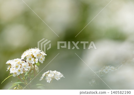 繡線菊在柔和的前景虛化中若隱若現。 140582190